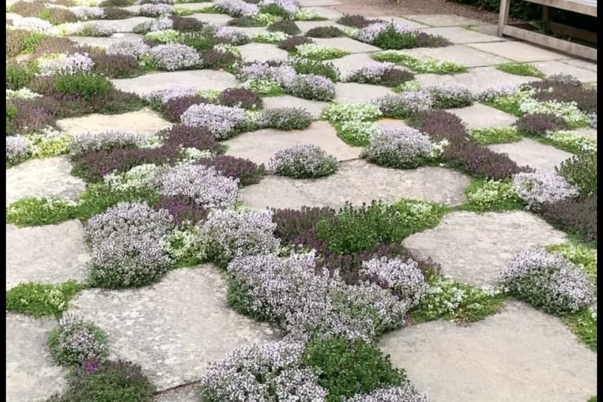 Stone stepping path planted with low flowering groundcover